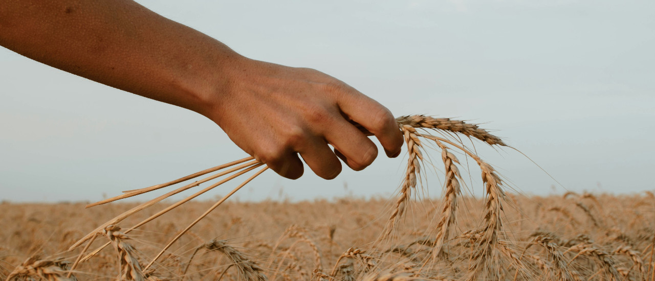 Des ouvriers pour la moisson